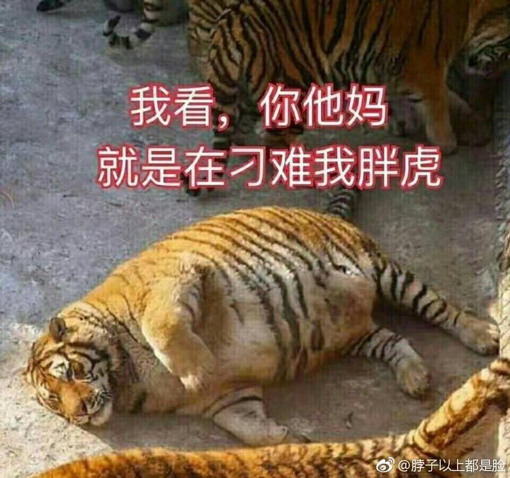 今期今晚四不像必中一警惕虚假宣传、全面解答与解释